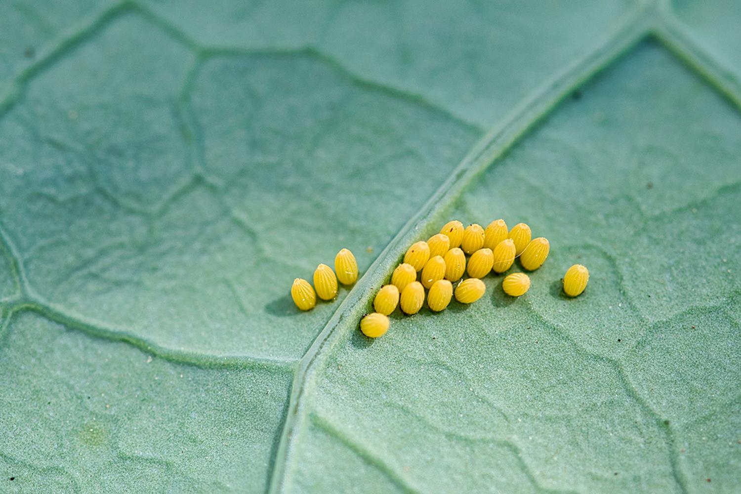 Kaaliperhonen munat Keltaiset kaaliperhosen munat kaalinlehden alla.